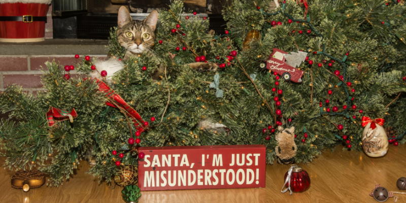 cat, tree, ornaments, mess, Christmas tree safety, cat safety, holiday safety tips, holiday pet safety, Christmas cat safety tips, Christmas safety for cats, Christmas pet hazards, Christmas pet dangers, Christmas tree safety, Christmas tree pet hazards, Animal Emergency & Referral Center of Minnesota, pet emergency, cat emergency, Twin Cities emergency vet, Minnesota emergency vet