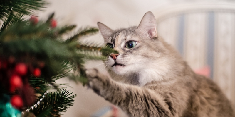 cat, tree, ornaments, Christmas tree safety, cat safety, holiday safety tips, holiday pet safety, Christmas cat safety tips, Christmas safety for cats, Christmas pet hazards, Christmas pet dangers, Christmas tree safety, Christmas tree pet hazards, Animal Emergency & Referral Center of Minnesota, pet emergency, cat emergency, Twin Cities emergency vet, Minnesota emergency vet