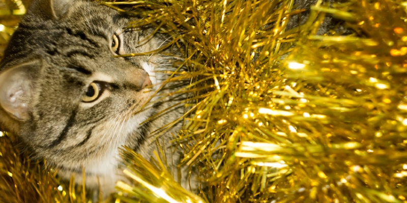 cat, tinsel, Christmas tree safety, cat safety, holiday safety tips, holiday pet safety, Christmas cat safety tips, Christmas safety for cats, Christmas pet hazards, Christmas pet dangers, Christmas tree safety, Christmas tree pet hazards, Animal Emergency & Referral Center of Minnesota, pet emergency, cat emergency, Twin Cities emergency vet, Minnesota emergency vet