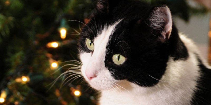cat, lights, Christmas lights, Christmas tree safety, cat safety, holiday safety tips, holiday pet safety, Christmas cat safety tips, Christmas safety for cats, Christmas pet hazards, Christmas pet dangers, Christmas tree safety, Christmas tree pet hazards, Animal Emergency & Referral Center of Minnesota, pet emergency, cat emergency, Twin Cities emergency vet, Minnesota emergency vet