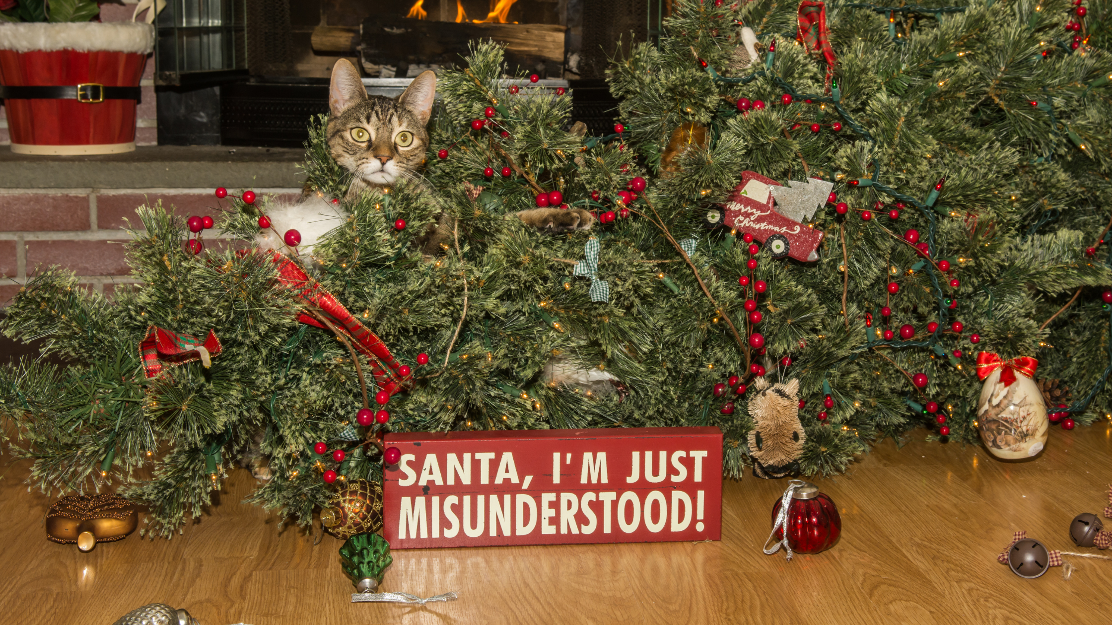 Christmas Tree Safety for Pets