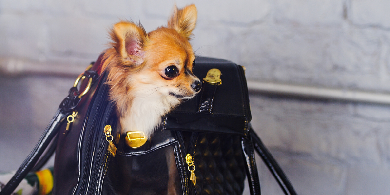 holiday shopping, shopping with dogs, shopping with pets, pet-friendly stores, Animal Emergency & Referral Center of Minnesota