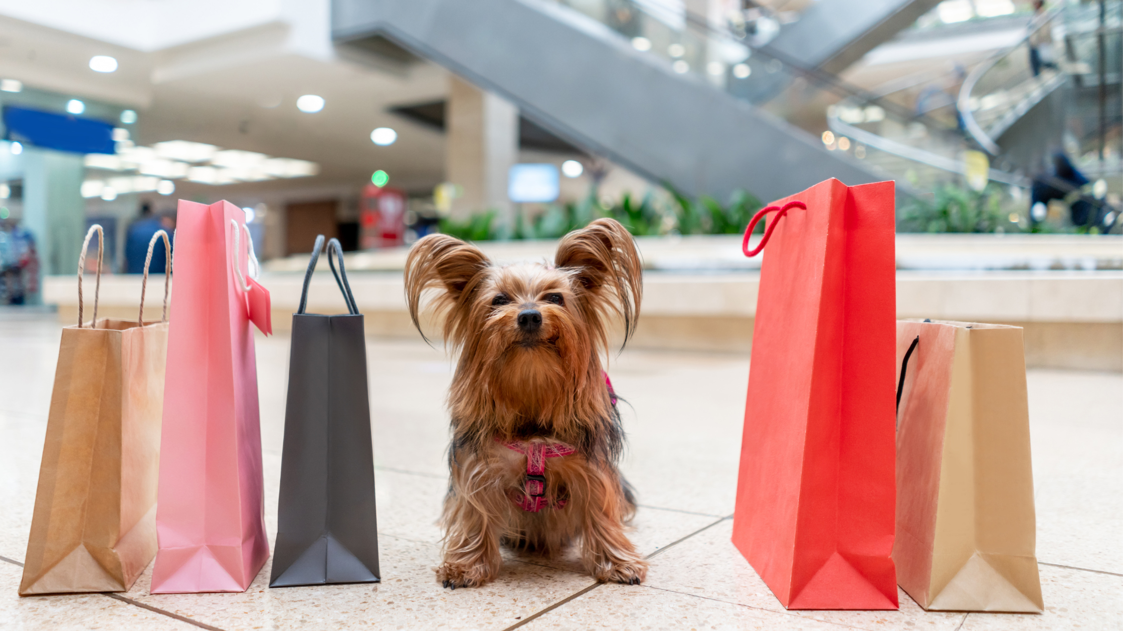 4 Things You Need to Know Before Bringing Your Dog Holiday Shopping