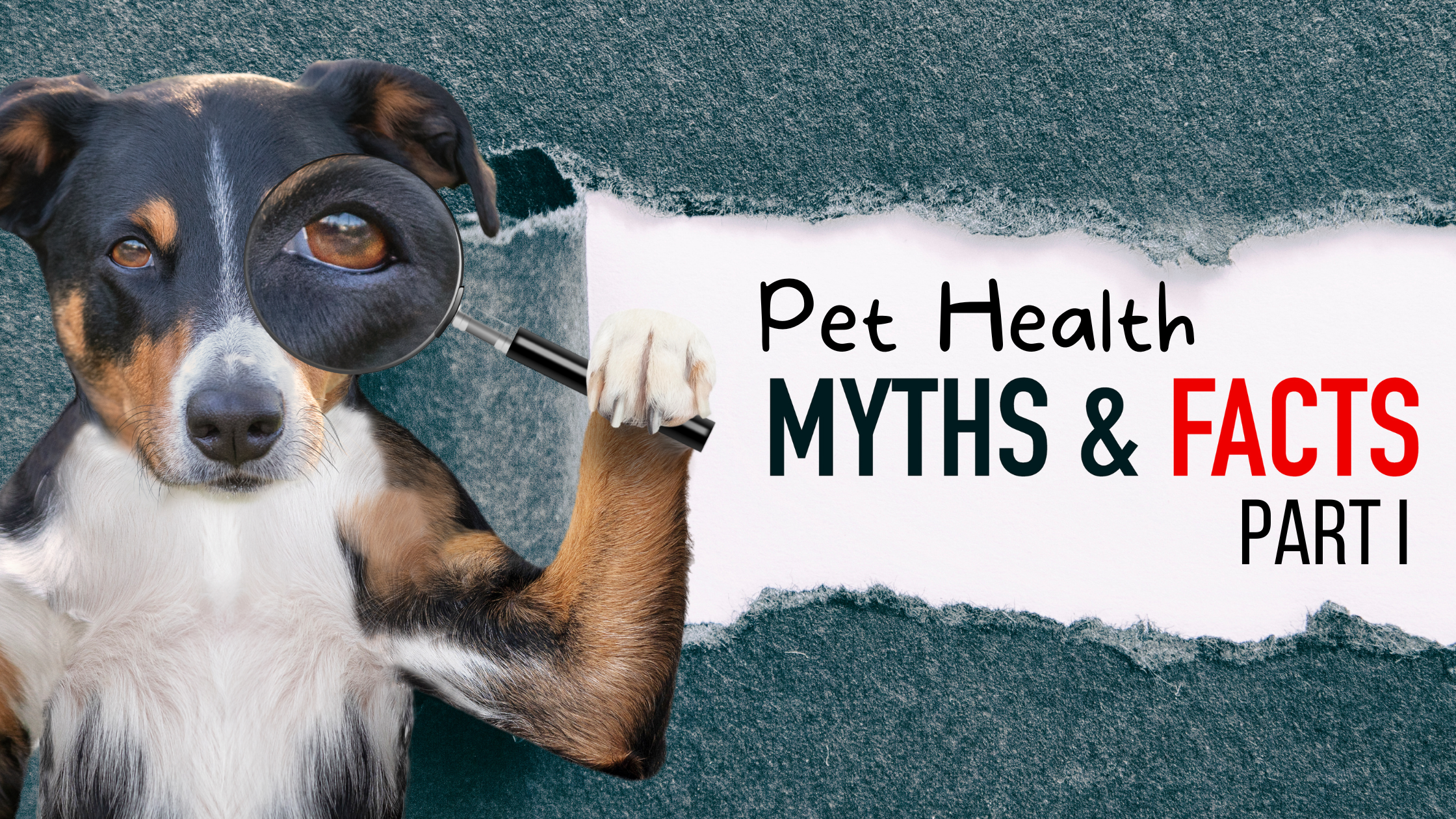 Pet Myths: Part I