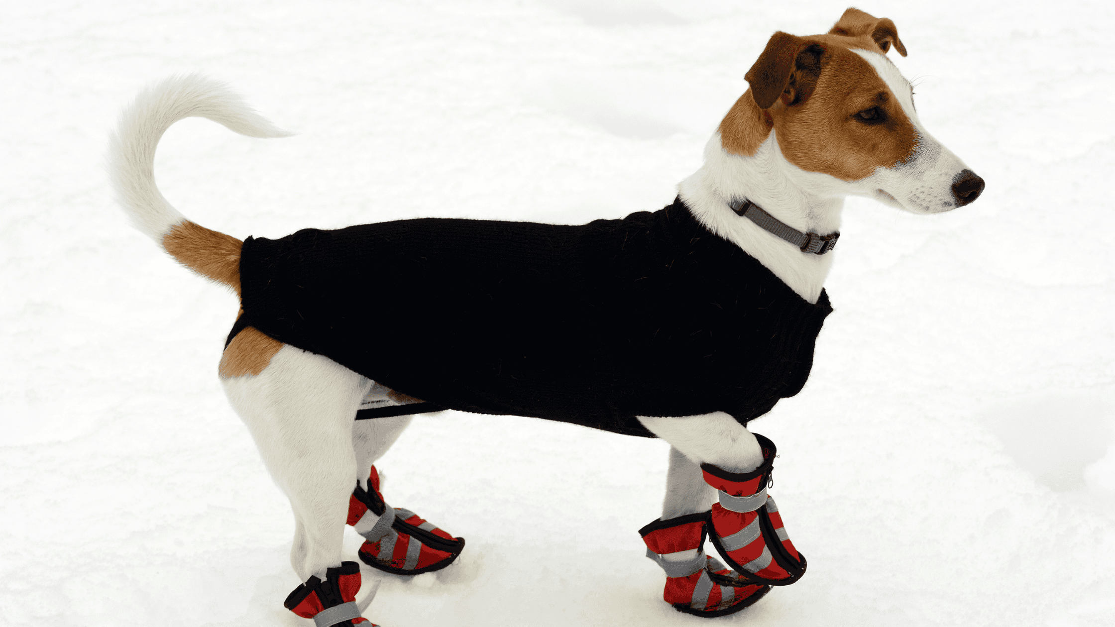 Cold Winter, Warm Paws: Winter Paw Protection Tips for Dogs