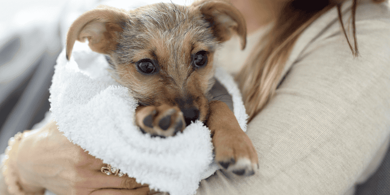 paws, towel, wipe, winter weather, dog safety, paw safety, protect dogs paws, paw protection, dog booties, paw booties, winter gear for pets, dog winter gear, Animal Emergency & Referral Center of Minnesota, Minnesota pet safety, emergency veterinarian