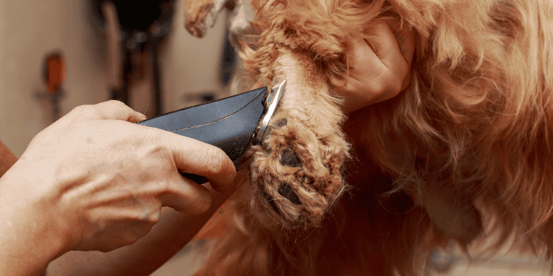 dog, paw, groomers, shaver, hairy paws, winter weather, dog safety, paw safety, protect dogs paws, paw protection, dog booties, paw booties, winter gear for pets, dog winter gear, Animal Emergency & Referral Center of Minnesota, Minnesota pet safety, emergency veterinarian