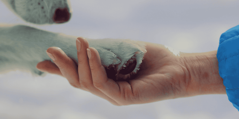 paws, hand, dog paws, winter paws, winter weather, dog safety, paw safety, protect dogs paws, paw protection, dog booties, paw booties, winter gear for pets, dog winter gear, Animal Emergency & Referral Center of Minnesota, Minnesota pet safety, emergency veterinarian