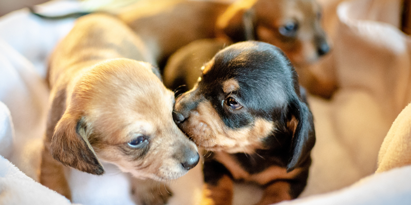 puppies, buying a new puppy, veterinary care, Animal Emergency & Referral Center of Minnesota, Twin Cities puppies, Minnesota puppies