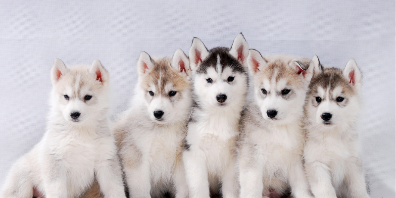 puppies, buying a new puppy, veterinary care, Animal Emergency & Referral Center of Minnesota, Twin Cities puppies, Minnesota puppies