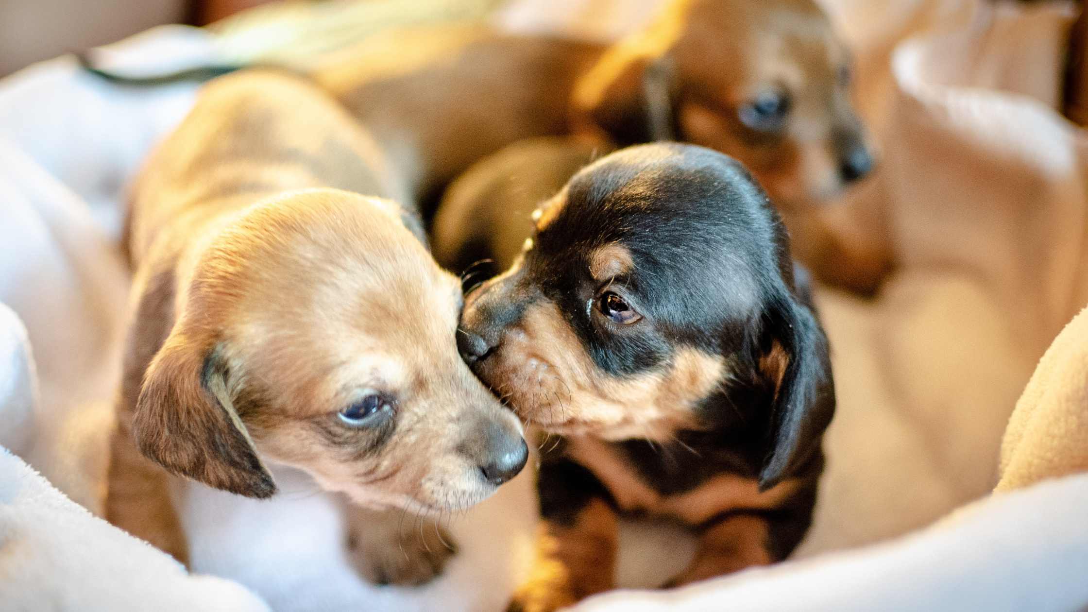 Eight Things to Know about Adopting a Puppy in Minnesota
