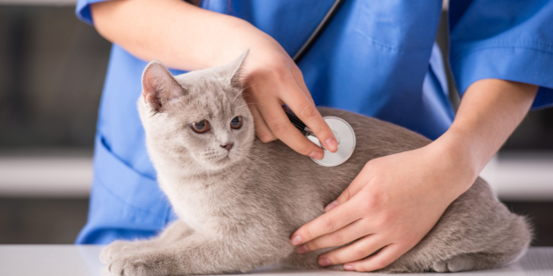 pets, pet parents, pet owners, emergency vet, veterinarians, Animal Emergency & Referral Center of Minnesota, veterinary tips, pet owner tips