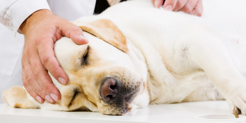 pets, pet parents, pet owners, emergency vet, veterinarians, Animal Emergency & Referral Center of Minnesota, veterinary tips, pet owner tips