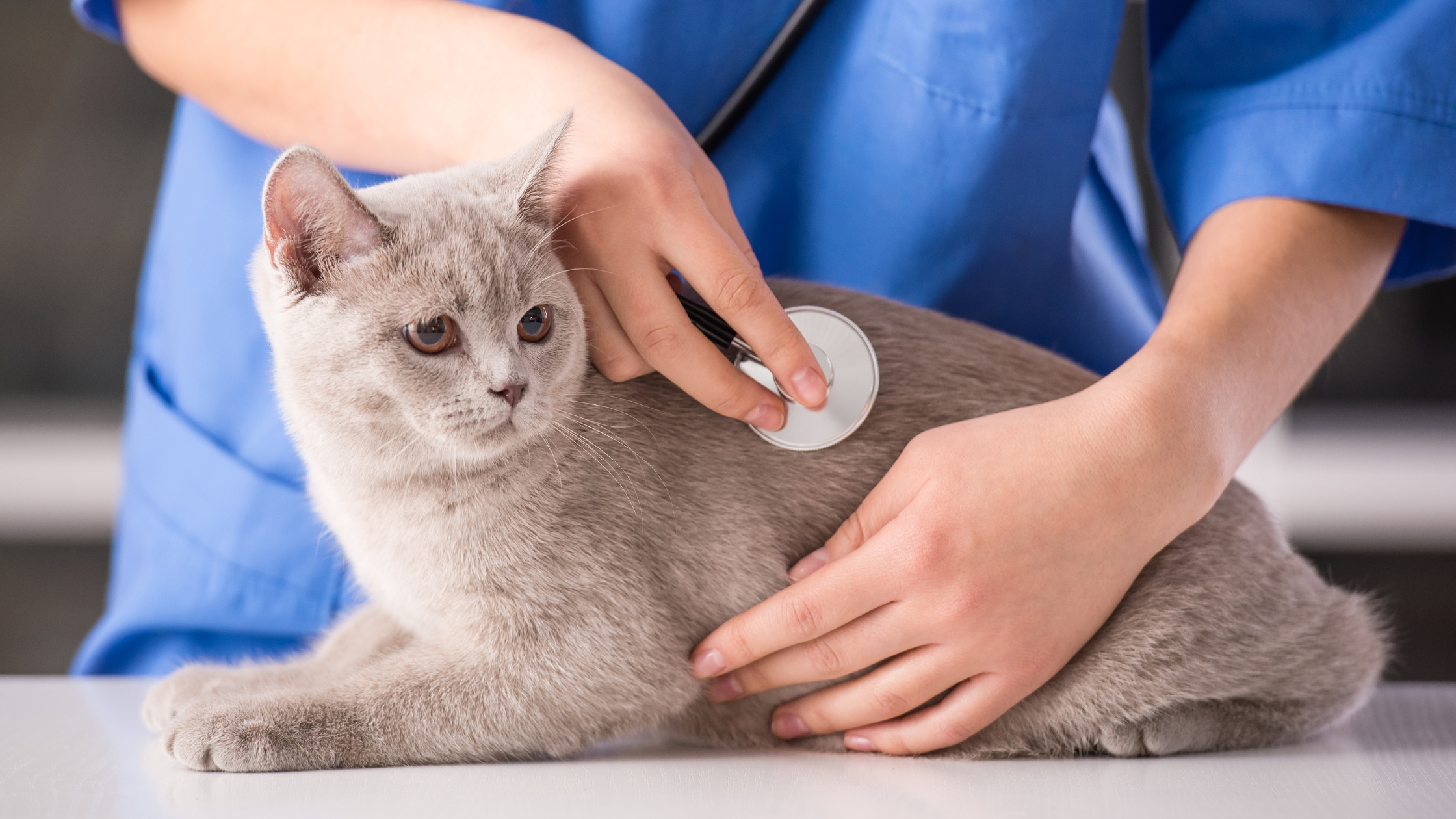 What ER Veterinarians Want Pet Owners to Know: Part I