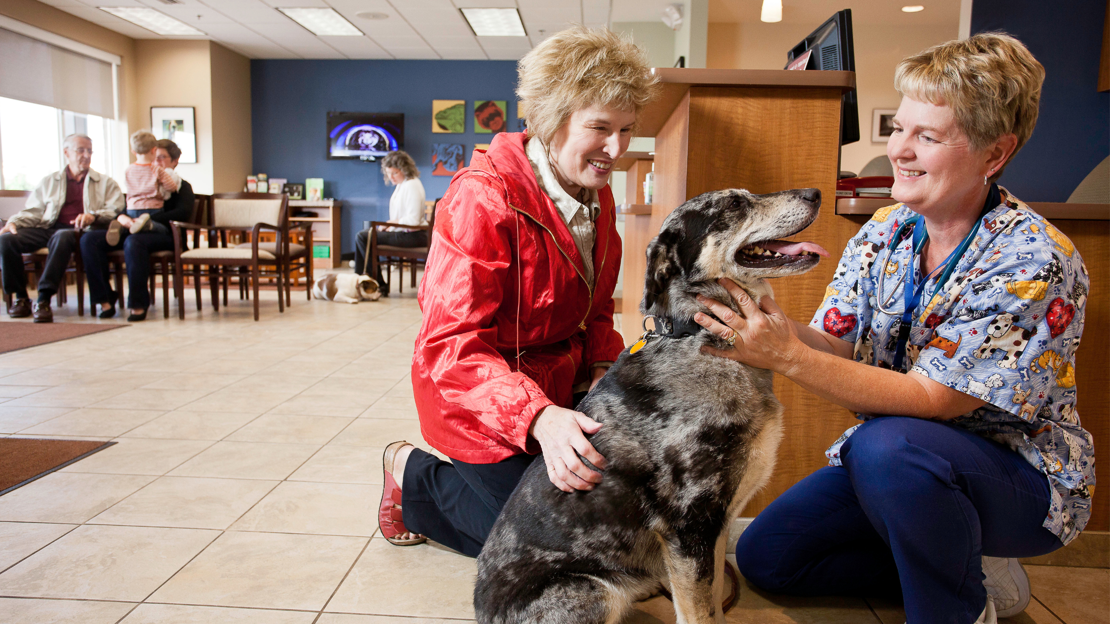 What ER Veterinarians Want Pet Owners to Know: Part II