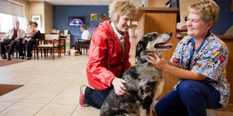 pets, pet parents, pet owners, emergency vet, veterinarians, Animal Emergency & Referral Center of Minnesota, veterinary tips, pet owner tips