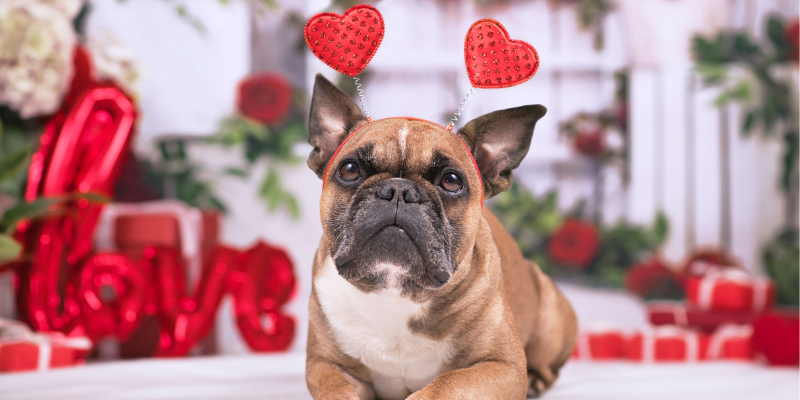 Valentine's day, Valentine's Day cat gifts, Valentine's Day dog gifts, Valentine's Day pet gifts, furry Valentine