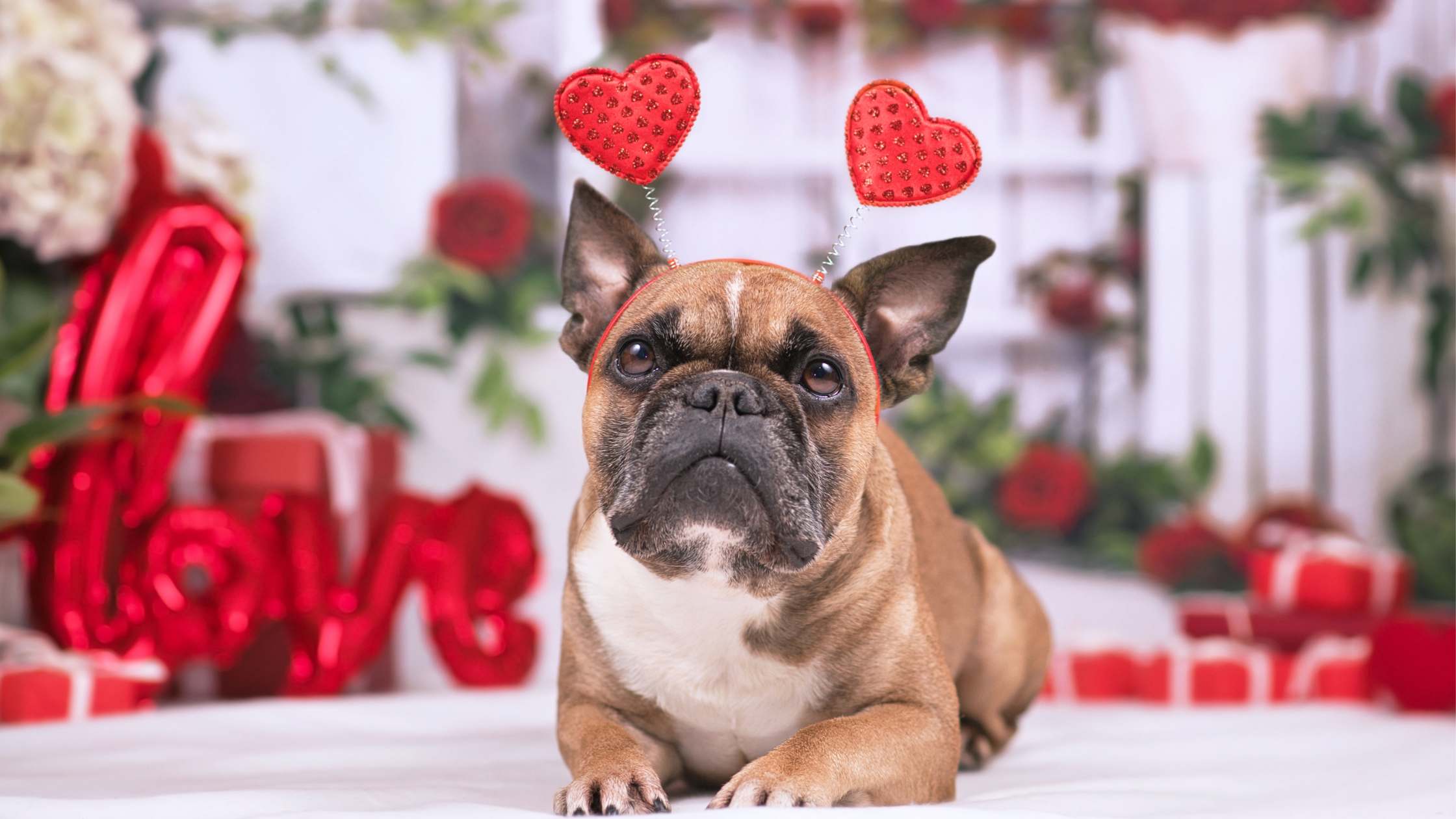 Valentine’s Day Gifts for Your Furry Valentine