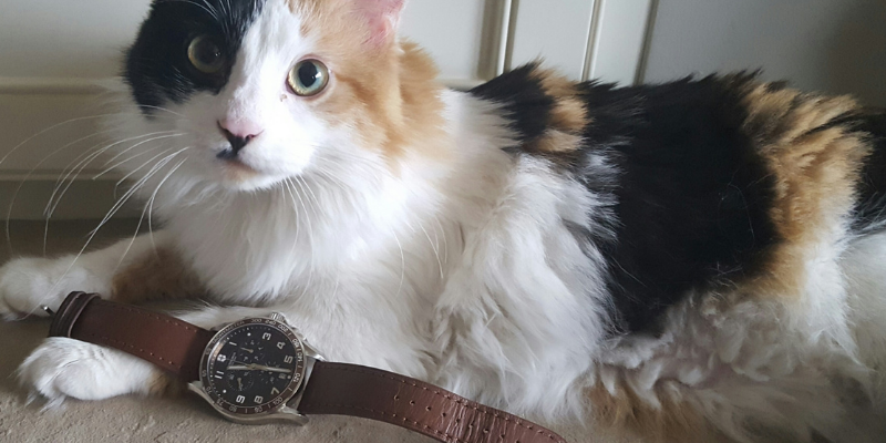 cat, watch, daylight savings, veterinary tips, pet schedules, daylight savings affect on pets, pet health, pets, Animal Emergency & Referral Center of Minnesota