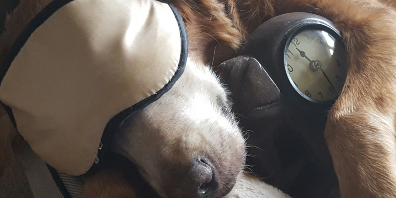 dog, clock, sleep mask, daylight savings, veterinary tips, pet schedules, daylight savings affect on pets, pet health, pets, Animal Emergency & Referral Center of Minnesota
