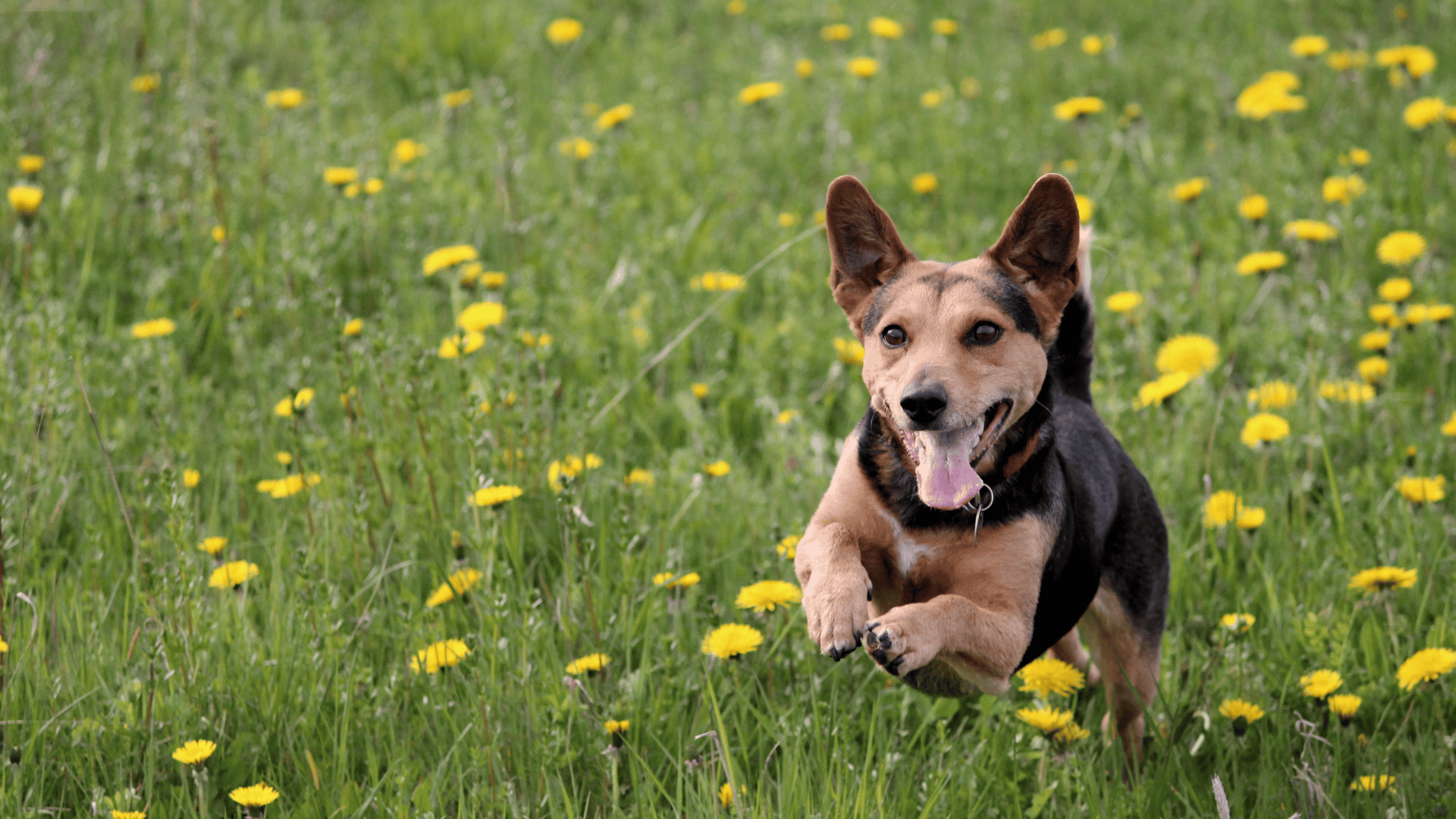 Spring Cleaning Part II: Clean for Your Pets Too