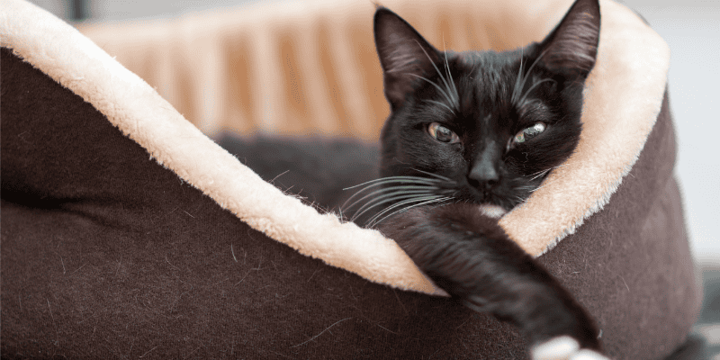 spring cleaning, pet owners, pet cleaning, pet inventory, pet health, pet safety, Animal Emergency & Referral Center of Minnesota