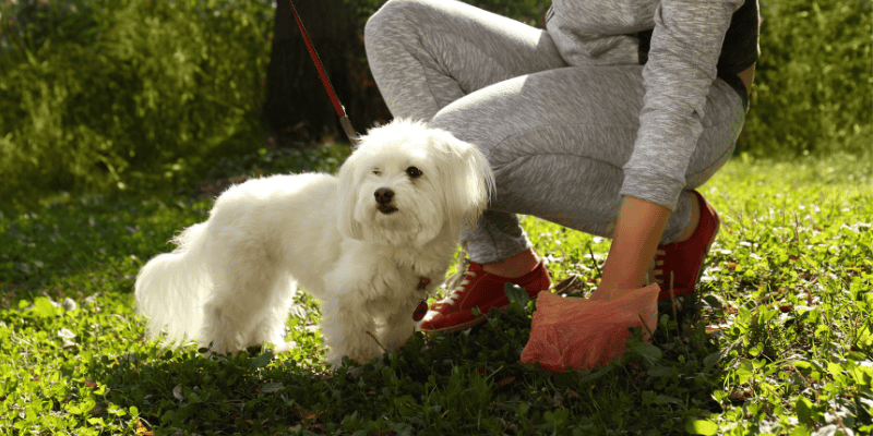 spring cleaning, pet owners, pet cleaning, pet inventory, pet health, pet safety, Animal Emergency & Referral Center of Minnesota