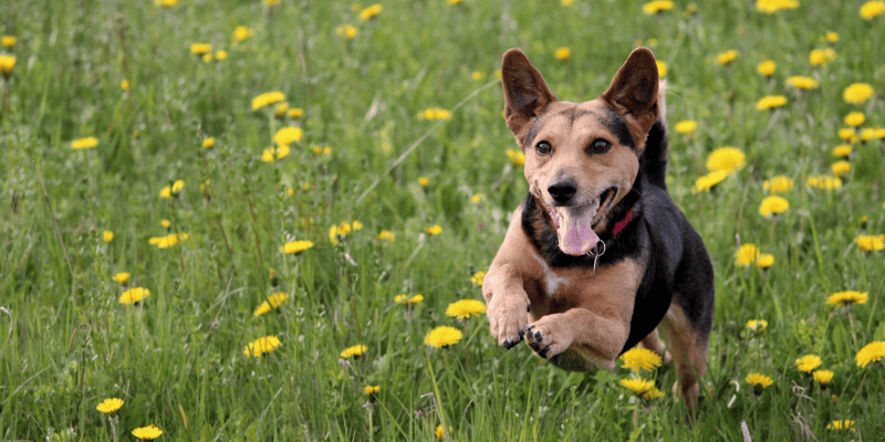 spring cleaning, pet owners, pet cleaning, pet inventory, pet health, pet safety, Animal Emergency & Referral Center of Minnesota