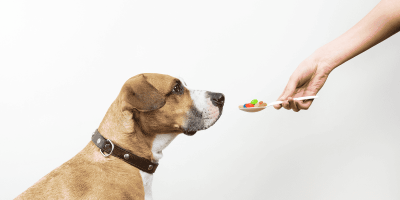 spring cleaning, pet owners, pet cleaning, pet inventory, pet health, pet safety, Animal Emergency & Referral Center of Minnesota