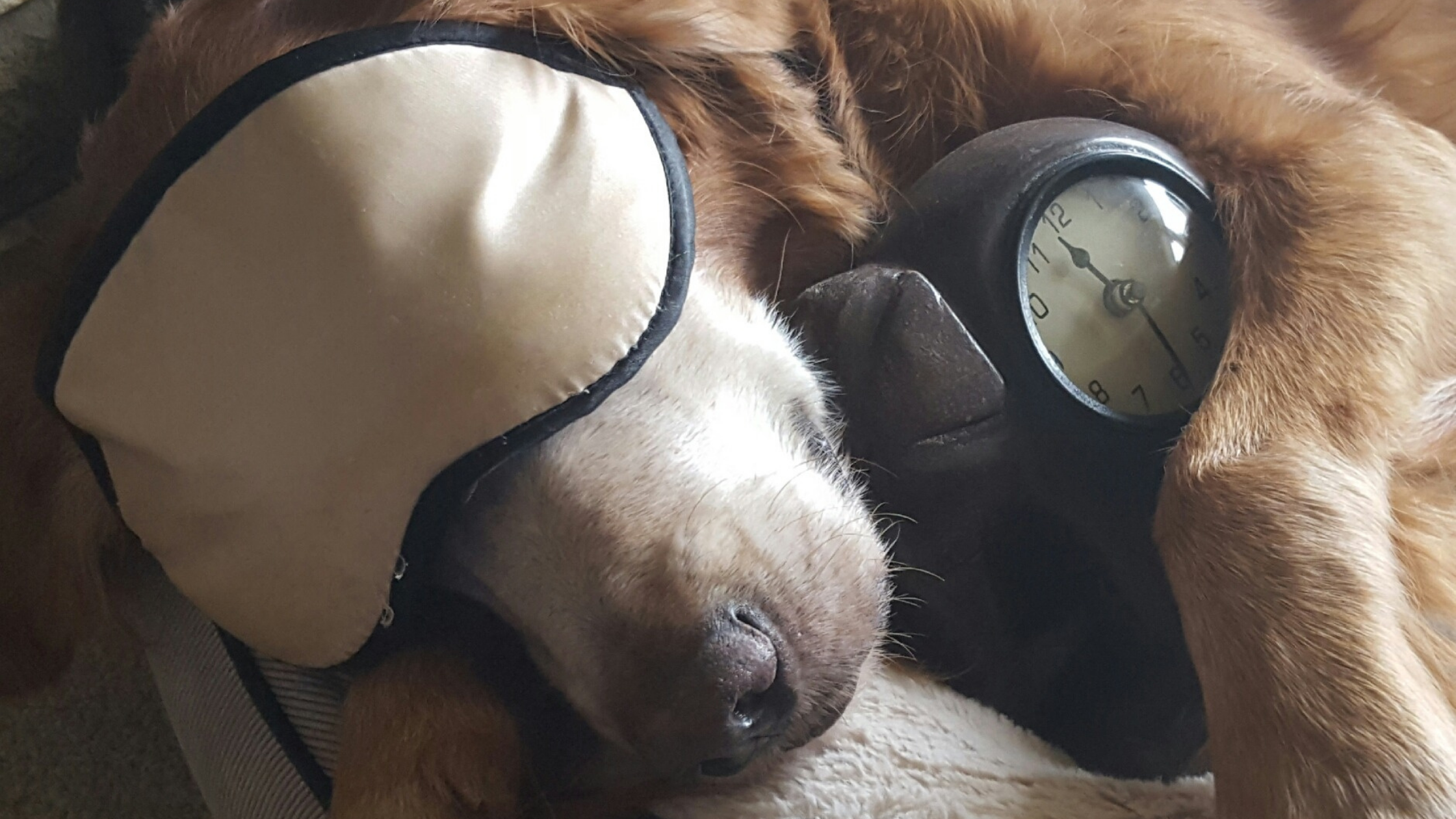 How Daylight Savings Time Affects Your Pets