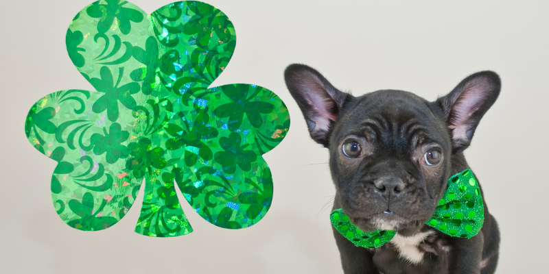 St. Patrick's Day, pet safety, pet health, St. Paddy's Day, emergency vet, Twin Cities emergency vet, Minnesota emergency vet, Animal Emergency & Referral Center of Minnesota