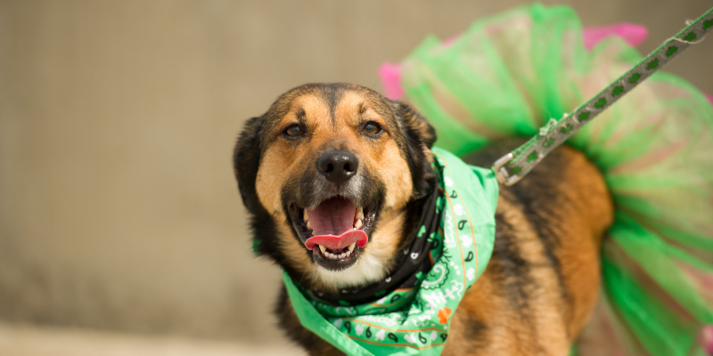St. Patrick's Day, pet safety, pet health, St. Paddy's Day, emergency vet, Twin Cities emergency vet, Minnesota emergency vet, Animal Emergency & Referral Center of Minnesota