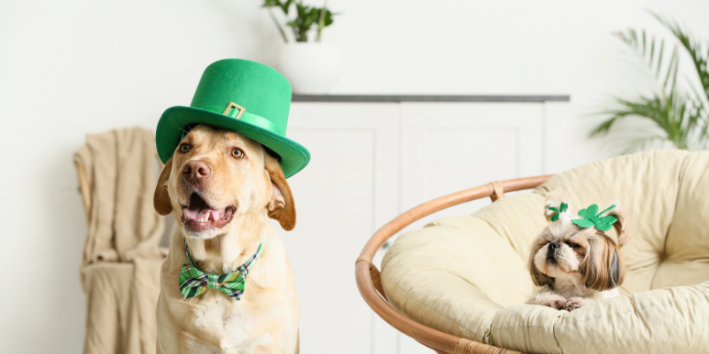 St. Patrick's Day, pet safety, pet health, St. Paddy's Day, emergency vet, Twin Cities emergency vet, Minnesota emergency vet, Animal Emergency & Referral Center of Minnesota