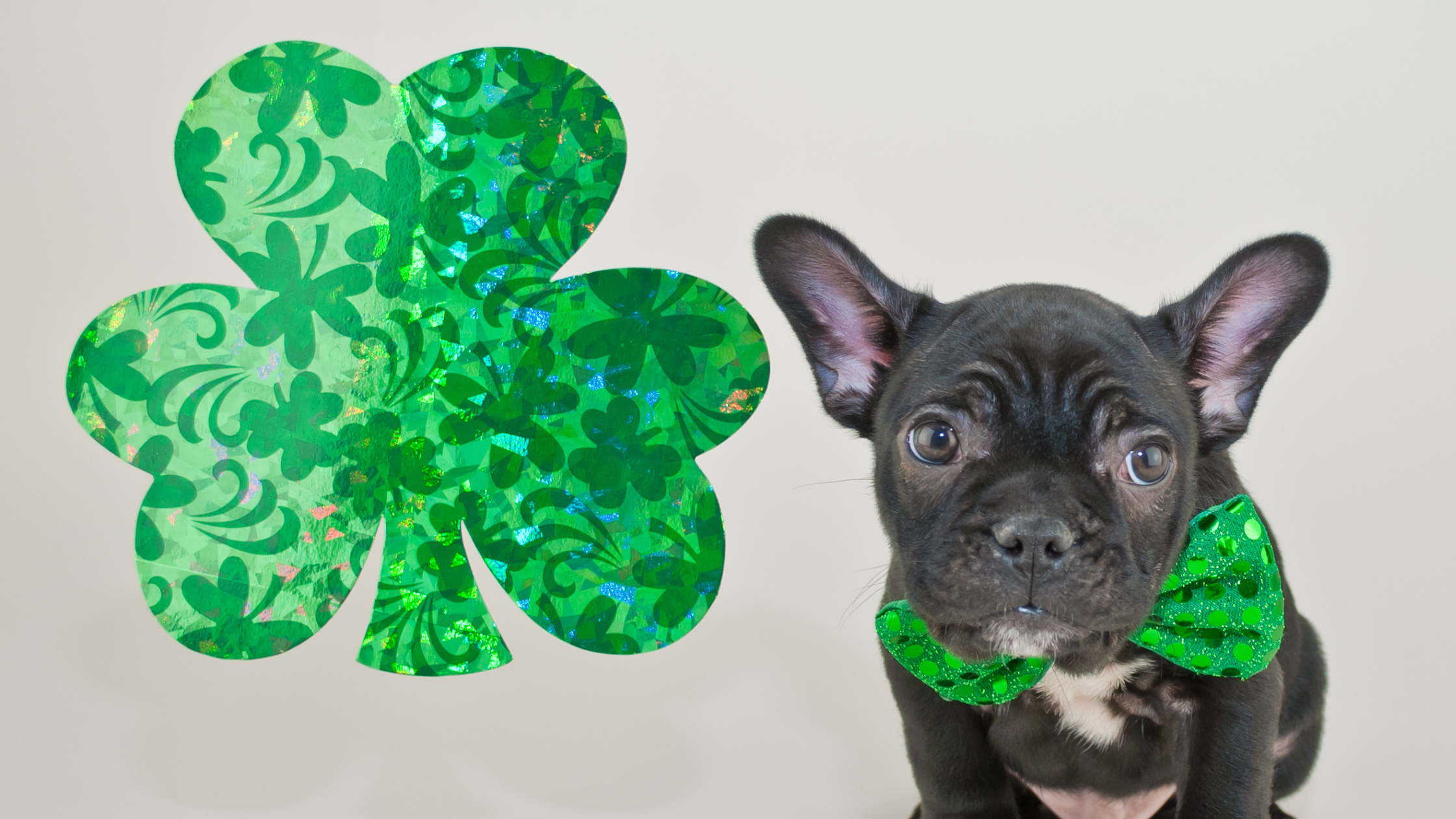 St. Patrick’s Day Safety Tips for Pets