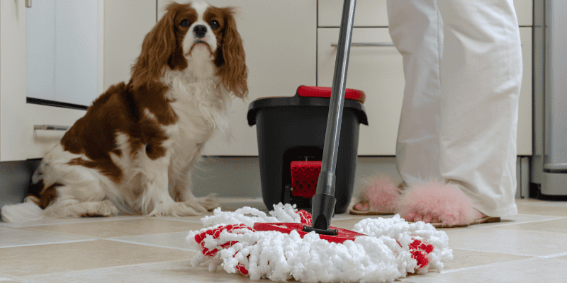 pet safety, pet toxins, cleaning supplies, spring cleaning, pet owners cleaning tips, cleaning safety for pet owners, pet health, Animal Emergency & Referral Center of Minnesota, emergency vet