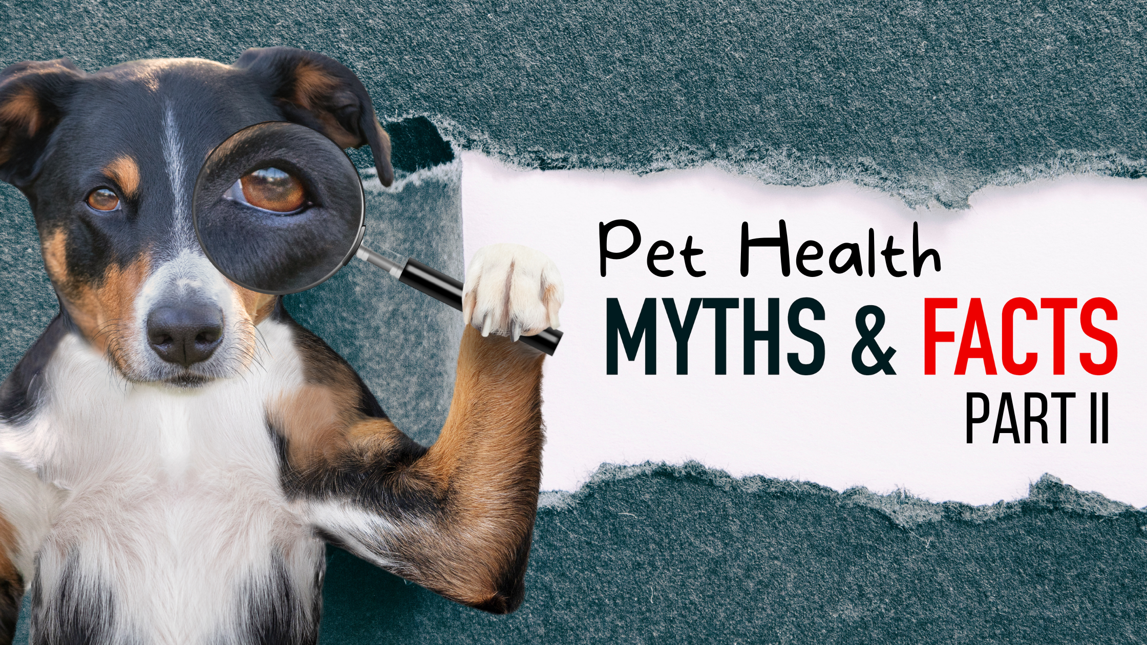 Pet Myths: Part II