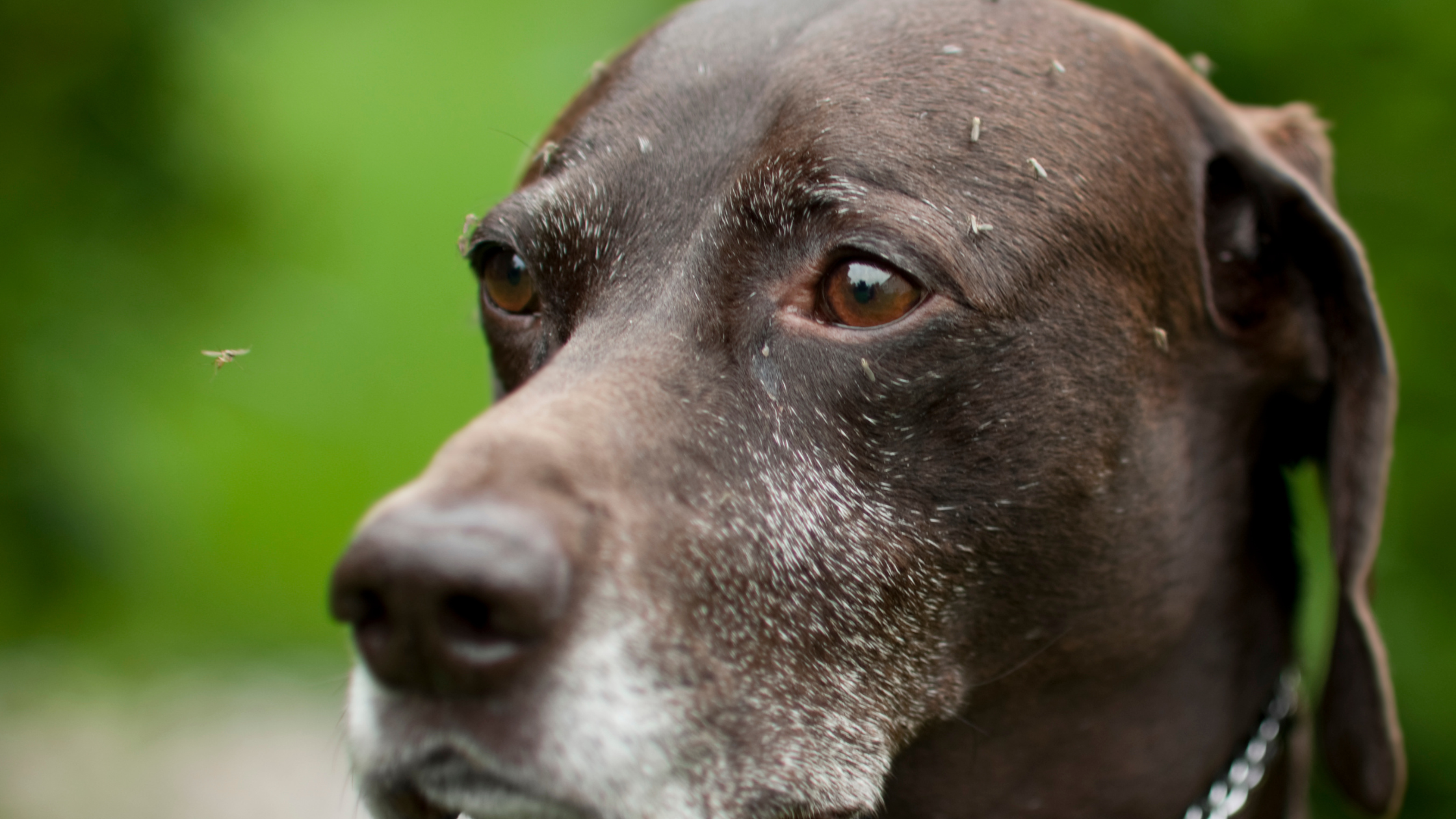 Heartworm Prevention: Mosquitoes are Coming!
