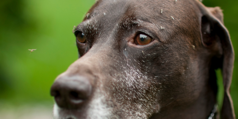 heartworm disease, heartworm prevention, pet health, pet wellness, pets, pet parents, Minnesota pets, Animal Emergency & Referral Center of Minnesota