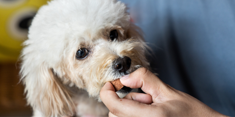 heartworm disease, heartworm prevention, pet health, pet wellness, pets, pet parents, Minnesota pets, Animal Emergency & Referral Center of Minnesota