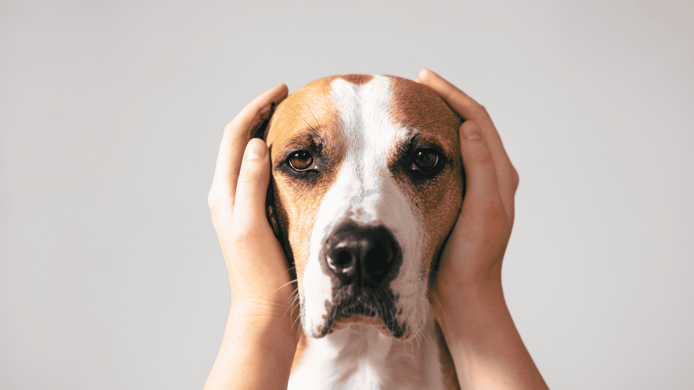 Did You Hear That!? Noise Aversion in Dogs