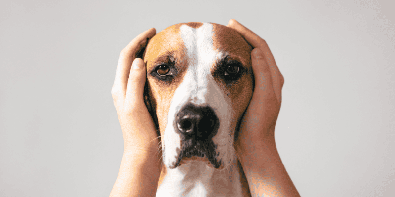 noise aversion, noise anxiety, noise aversion in pets, noise anxiety in pets, pet health, pet safety, Animal Emergency & Referral Center of Minnesota