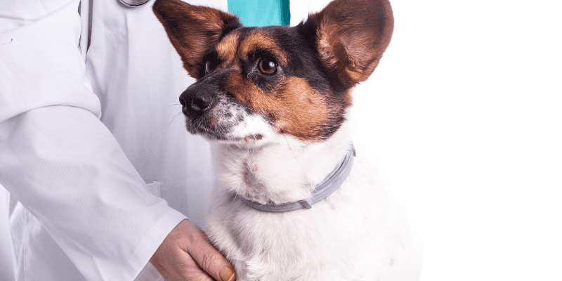 noise aversion, noise anxiety, noise aversion in pets, noise anxiety in pets, pet health, pet safety, Animal Emergency & Referral Center of Minnesota