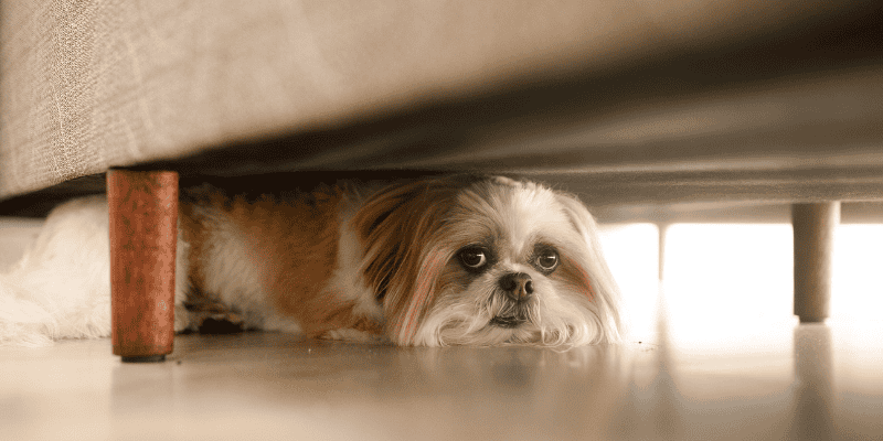noise aversion, noise anxiety, noise aversion in pets, noise anxiety in pets, pet health, pet safety, Animal Emergency & Referral Center of Minnesota