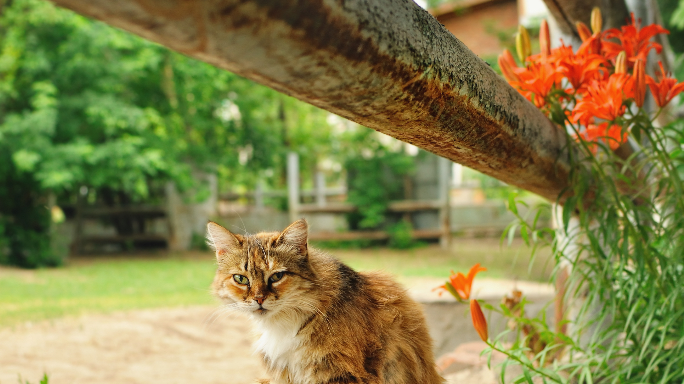 Common Plants That Are Toxic to Pets