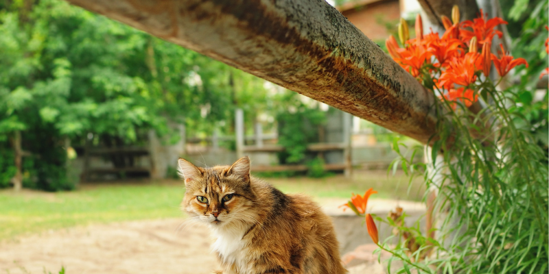 toxic flowers, pet toxins, spring pet toxins, toxic plants to pets, pet health, emergency vet, Minnesota emergency vet, Twin Cities emergency vet, Animal Emergency & Referral Center of Minnesota