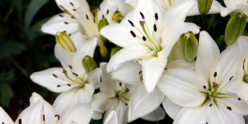 toxic flowers, pet toxins, spring pet toxins, toxic plants to pets, pet health, emergency vet, Minnesota emergency vet, Twin Cities emergency vet, Animal Emergency & Referral Center of Minnesota