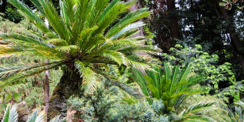 toxic flowers, pet toxins, spring pet toxins, toxic plants to pets, pet health, emergency vet, Minnesota emergency vet, Twin Cities emergency vet, Animal Emergency & Referral Center of Minnesota