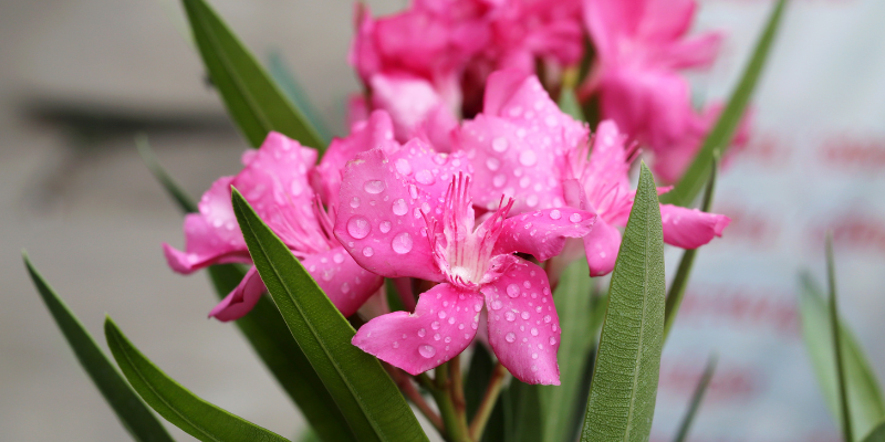 toxic flowers, pet toxins, spring pet toxins, toxic plants to pets, pet health, emergency vet, Minnesota emergency vet, Twin Cities emergency vet, Animal Emergency & Referral Center of Minnesota