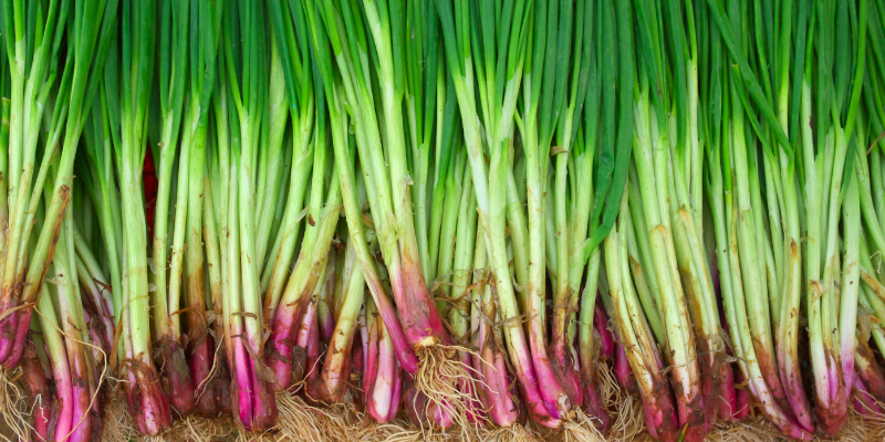 toxic flowers, pet toxins, spring pet toxins, toxic plants to pets, pet health, emergency vet, Minnesota emergency vet, Twin Cities emergency vet, Animal Emergency & Referral Center of Minnesota