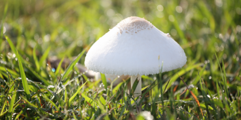 toxic flowers, pet toxins, spring pet toxins, toxic plants to pets, pet health, emergency vet, Minnesota emergency vet, Twin Cities emergency vet, Animal Emergency & Referral Center of Minnesota